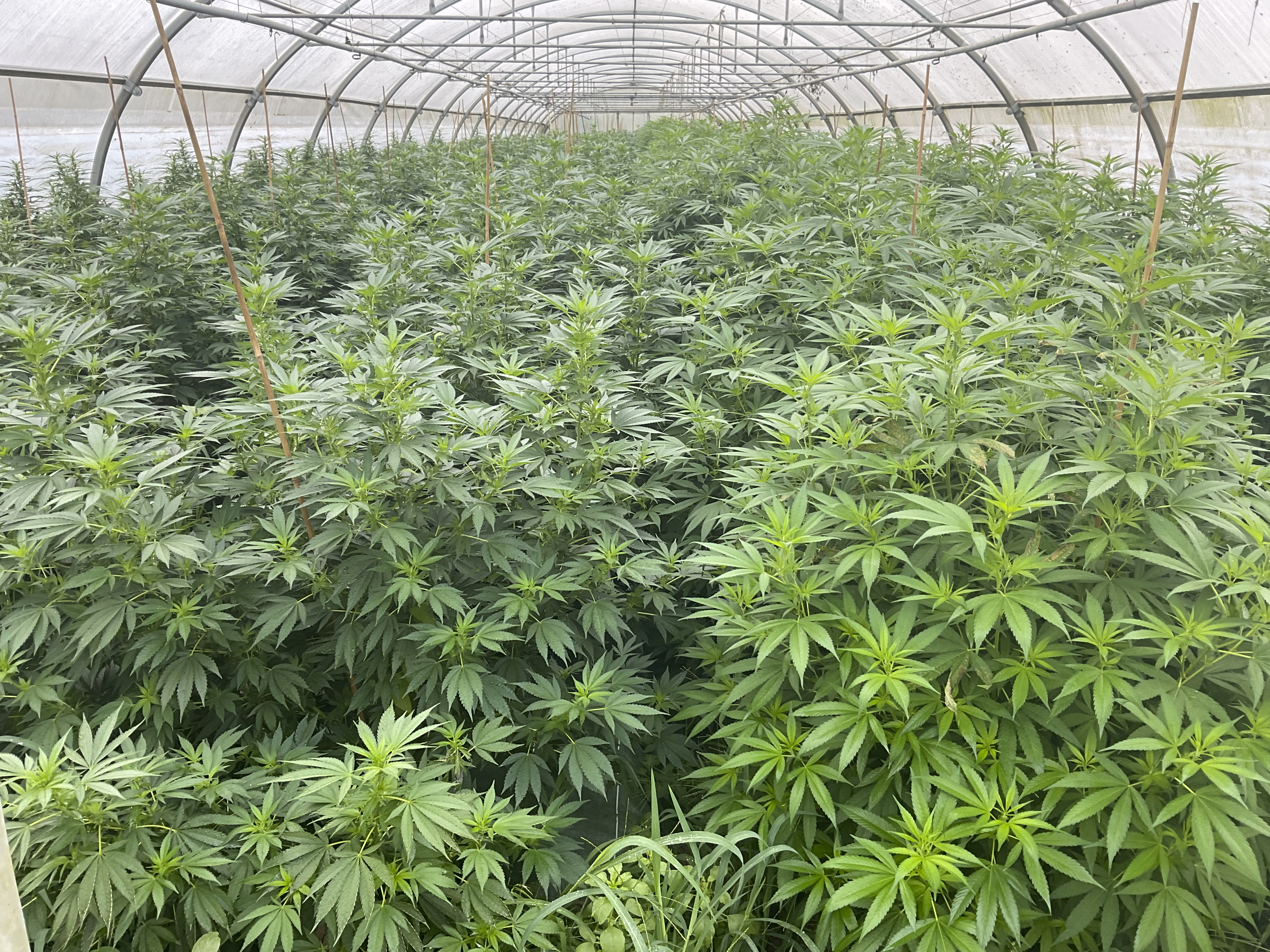 Serre de culture de CBD en Savoie, remplie de plantes de chanvre en pleine croissance, cultiv&eacute;es de mani&egrave;re artisanale et naturelle pour une production locale et de qualit&eacute;.